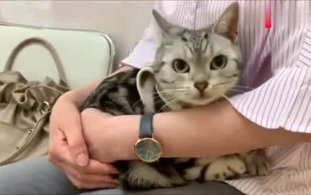 兩個月的貓咪可以體外驅蟲了嗎