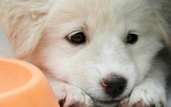 狗狗懷孕后期會有哪些癥狀