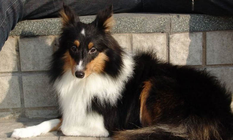 哪里能買到馬士提夫犬