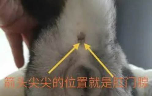 請問貓咪嘔吐的原因及處理方法？