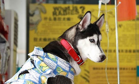 狗狗藍眼病多久恢復視力正常