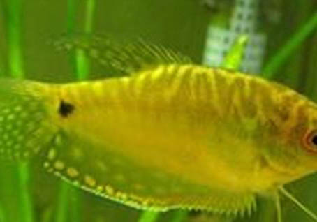 草缸魚缸哪個好養