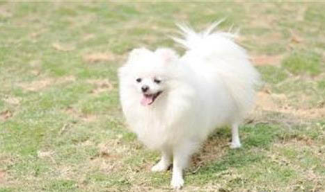 飼養博美犬的禁忌有哪些？