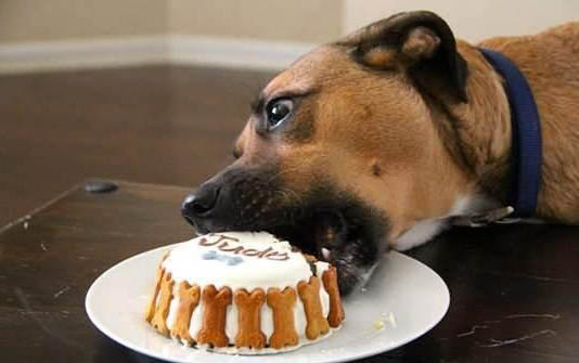 飼養(yǎng)幼犬都有哪些需要注意的