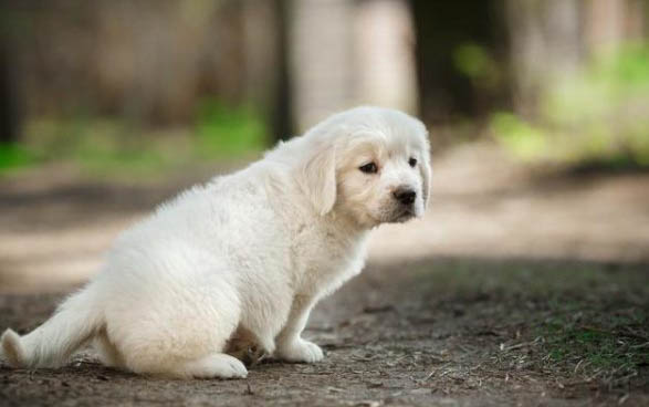 狗狗多久一次月經