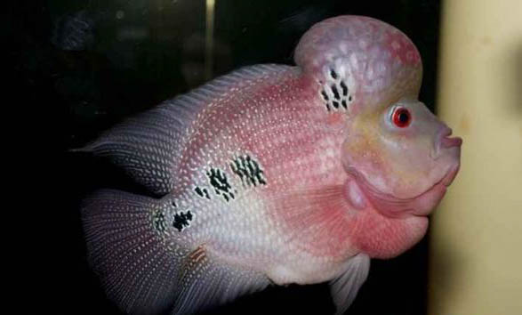 珍珠馬騮羅漢魚好養(yǎng)嗎