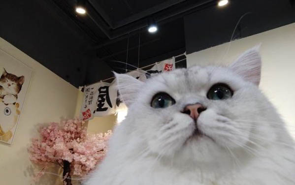 貓咪洗澡時應激反應怎么處理
