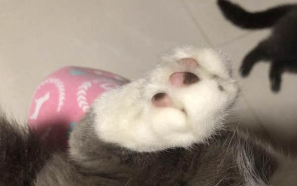 貓咪懷孕初期癥狀表現是什么