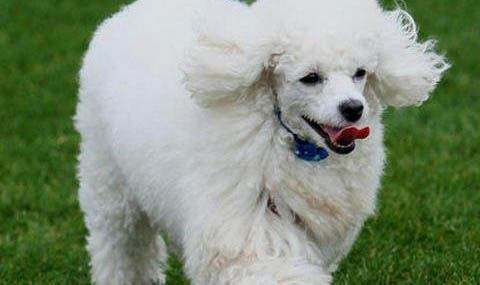 貴賓犬多久洗一次澡