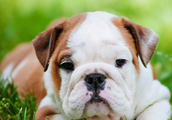 英國斗牛犬冬天怕冷嗎