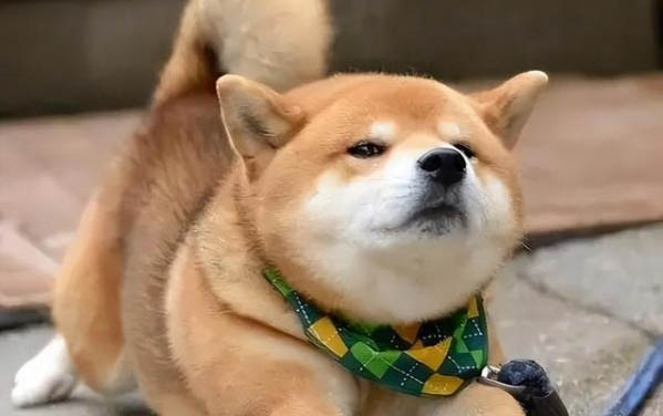 狗狗腎衰竭晚期有哪些癥狀表現