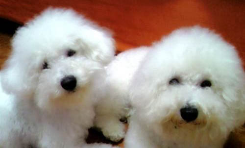 比熊犬狗糧哪個牌子好