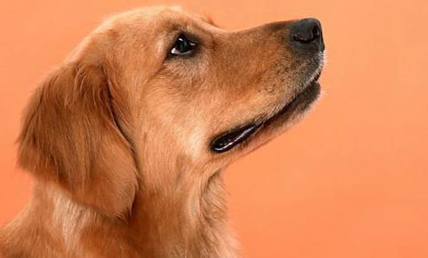 產(chǎn)后金毛犬不愿進(jìn)食怎么辦？