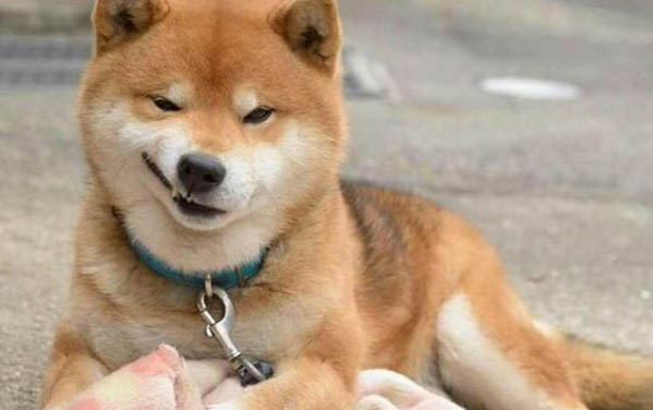 狗拉稀感冒吃什么藥