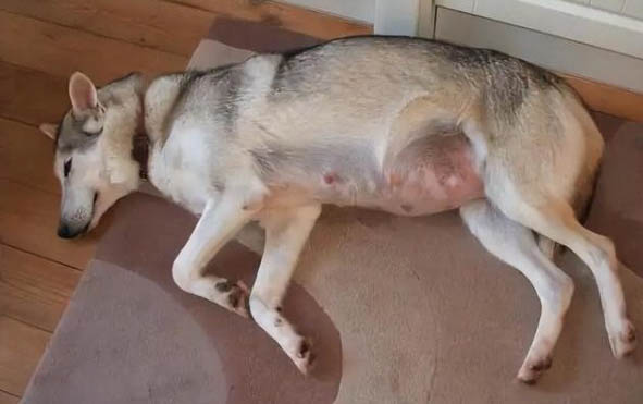 狗狗一直抖怎么回事