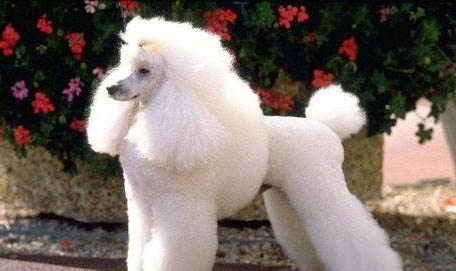 貴賓犬和雪納瑞哪個好養(yǎng)