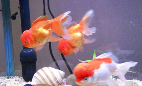 家里養(yǎng)魚水渾怎么處理