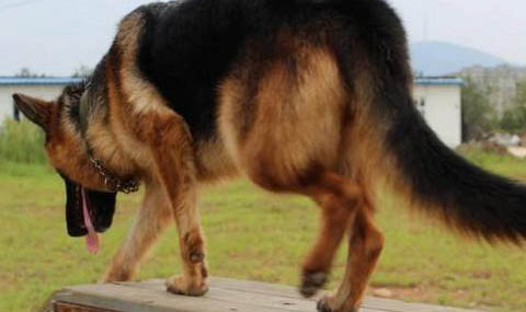 怎么給比利時牧羊犬測體溫