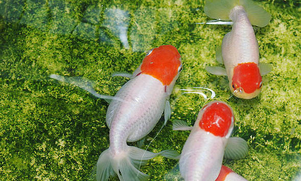 養(yǎng)金魚放多少鹽合適