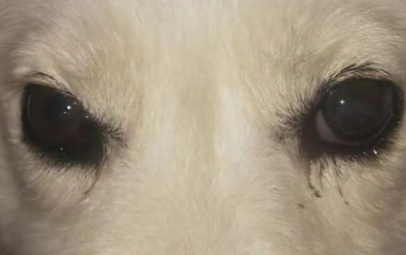 狗羊水破了最晚不能超過幾個小時就會生