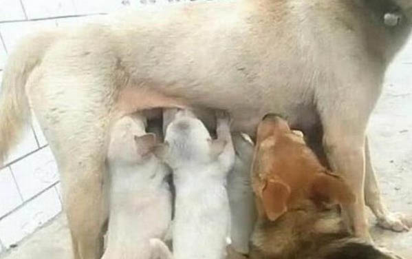 母狗尿血是怎么回事啊