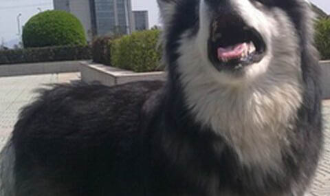 怎樣喂養阿拉斯加犬幼犬