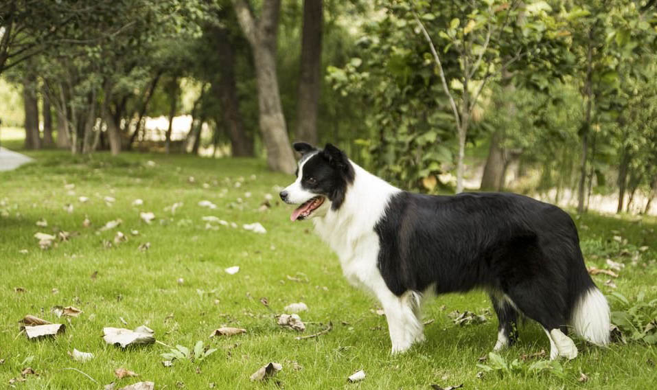 邊境牧羊犬的訓練方法