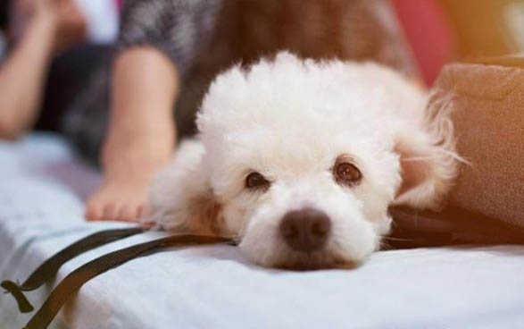 狗狗的品種怎么識別