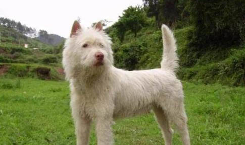 下司犬長毛還是短毛