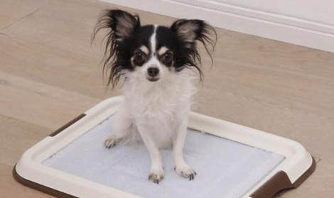 犬瘟細小能自愈嗎