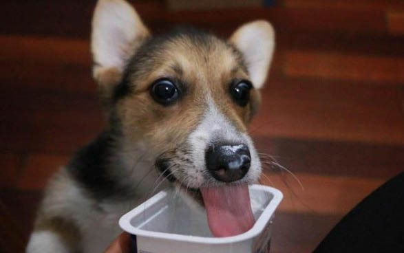 葡萄牙波登可犬老喝水是什么原因