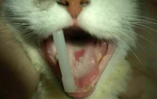貓咪發燒摸哪個位置