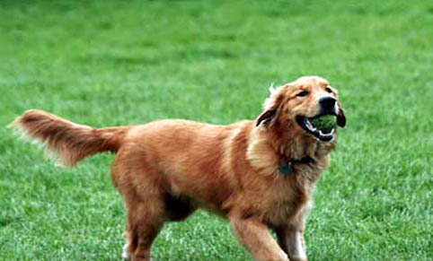 金毛犬多大開始換毛
