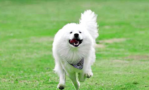 薩摩耶犬為什么禁養呢