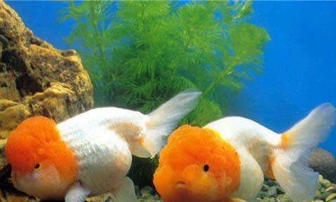 養金魚多久喂一次魚食