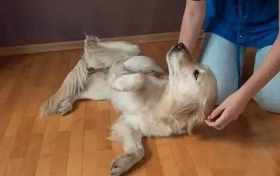 小金毛什么時候打針