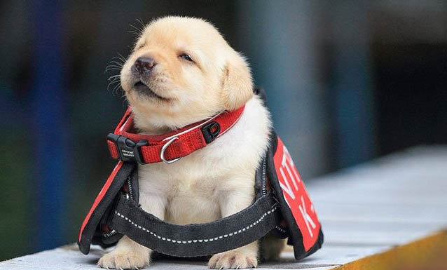 哈士奇幼犬吃什么補(bǔ)鈣最好