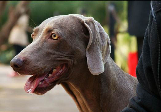 新斯科舍獵鴨尋獵犬消化不良