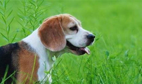 比格犬和柯基犬哪個好