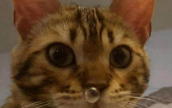 正在哺乳期的貓會懷孕嗎