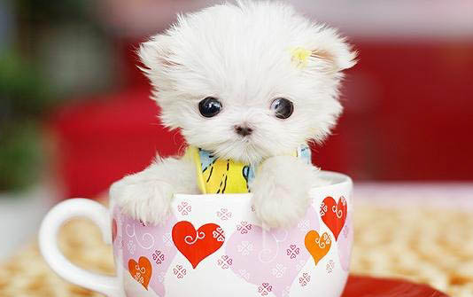 茶杯泰迪犬價格