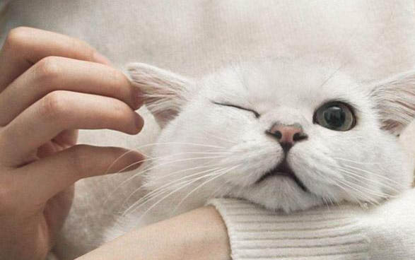 貓咪不喜歡的味道有哪些?