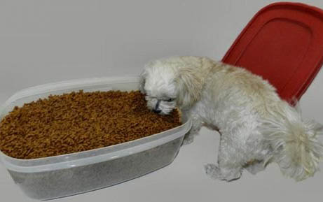 純種黑色泰迪犬多少錢一只