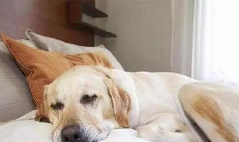 狗狗犬瘟熱初期癥狀有哪些