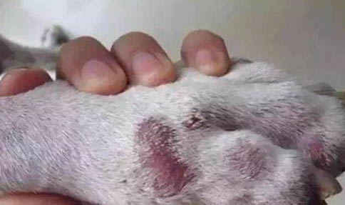 狗狗拉稀是什么原因及處理方法