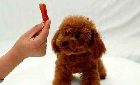 泰迪犬多少錢一只？小型寵物狗泰迪價格