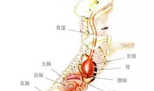 狗狗吐蛔蟲怎么辦