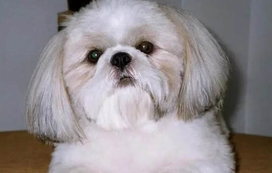 西施犬的牙齒