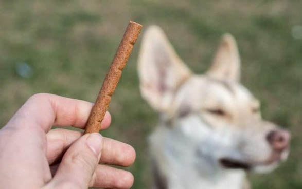 小狗可以吃芹菜不