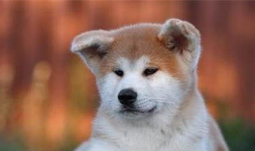 純種秋田犬柴犬和純種秋田犬有什么區(qū)別